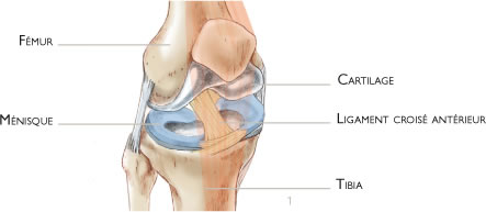 Ligamentoplastie (KJ) | Docteur Elias Dagher