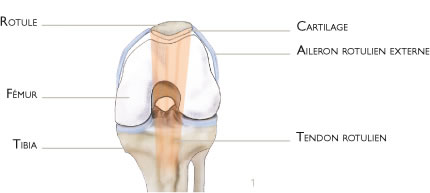 Section de l'aileron rotulien | Docteur Elias Dagher